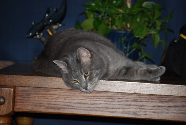 83ad1-3-2013pics-cats-lowell27sfamily022