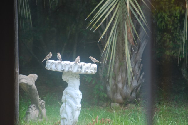 Katrina,cats and birds 7-31-2013 016