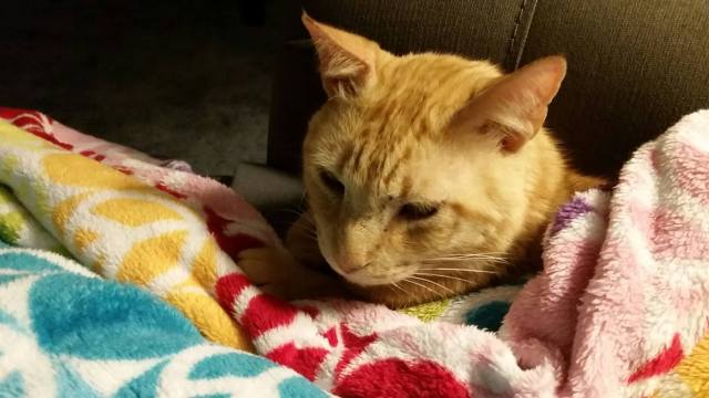 15775000_1064966840278584_1477212200511641647_o